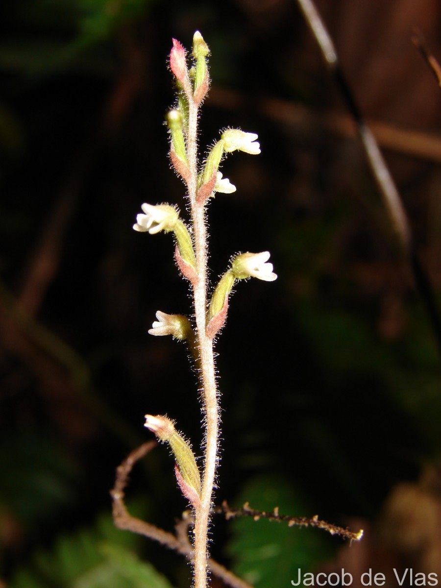 Zeuxine reginasilvae Ormerod